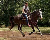 beginner-safe-kid-pony-paint-horse