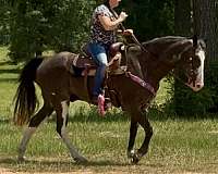 bridle-paint-horse
