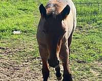 therapy-belgian-horse