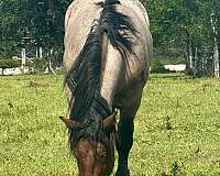 breeding-belgian-horse