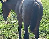 beginner-belgian-horse