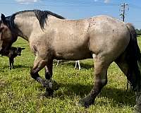 draft-belgian-horse