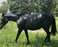 best-belgian-horse