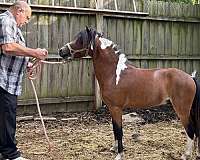 catch-shetland-pony