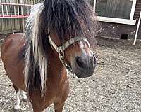 color-shetland-pony