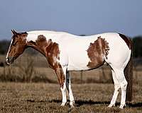 athletic-paint-horse