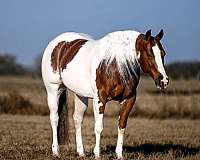 calf-roping-paint-horse