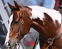 money-winner-paint-horse