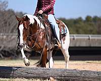 flashy-paint-horse
