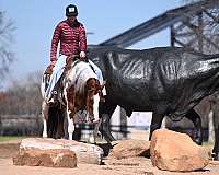 performance-paint-horse