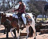 ranch-paint-horse