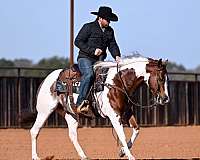 ranch-work-paint-horse