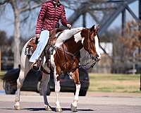 ranch-versatility-paint-horse
