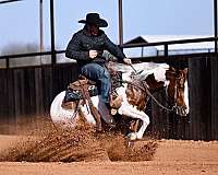 reined-cow-paint-horse