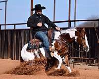 roping-paint-horse