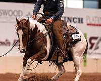 western-riding-paint-horse