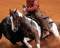 working-cow-paint-horse