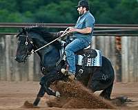 calf-roping-quarter-horse