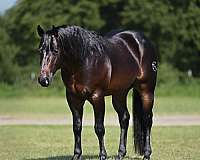 breeding-quarter-horse
