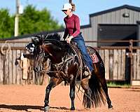 performance-quarter-horse