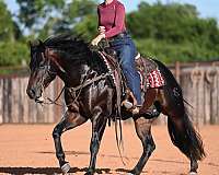 ranch-quarter-horse