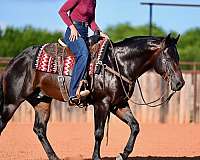 ranch-versatility-quarter-horse