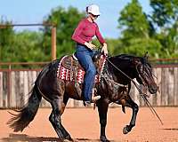 ranch-work-quarter-horse