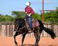 reined-cow-quarter-horse