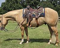 all-around-quarter-horse