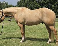 athletic-quarter-horse