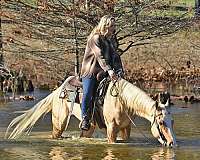 barrel-quarter-horse