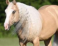 athletic-quarter-horse
