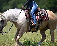 flashy-quarter-horse