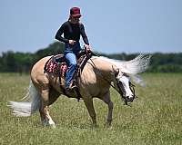 performance-quarter-horse