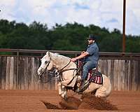 ranch-quarter-horse