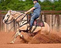 ranch-versatility-quarter-horse