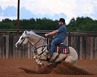 ranch-work-quarter-horse