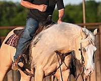 roping-quarter-horse