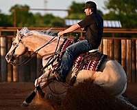 show-quarter-horse
