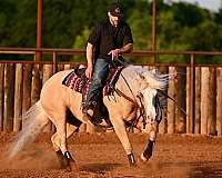 trail-quarter-horse