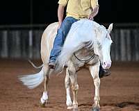 reining-quarter-horse