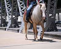 youth-quarter-horse
