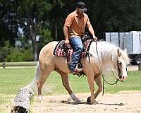 working-cattle-quarter-horse