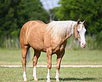 athletic-quarter-horse