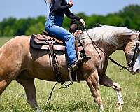 flashy-quarter-horse