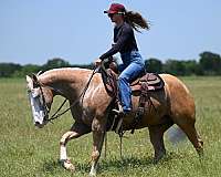 performance-quarter-horse