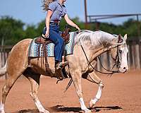 ranch-quarter-horse