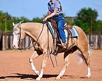 ranch-work-quarter-horse