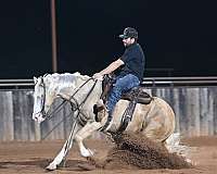 show-hack-quarter-horse