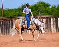 show-quarter-horse